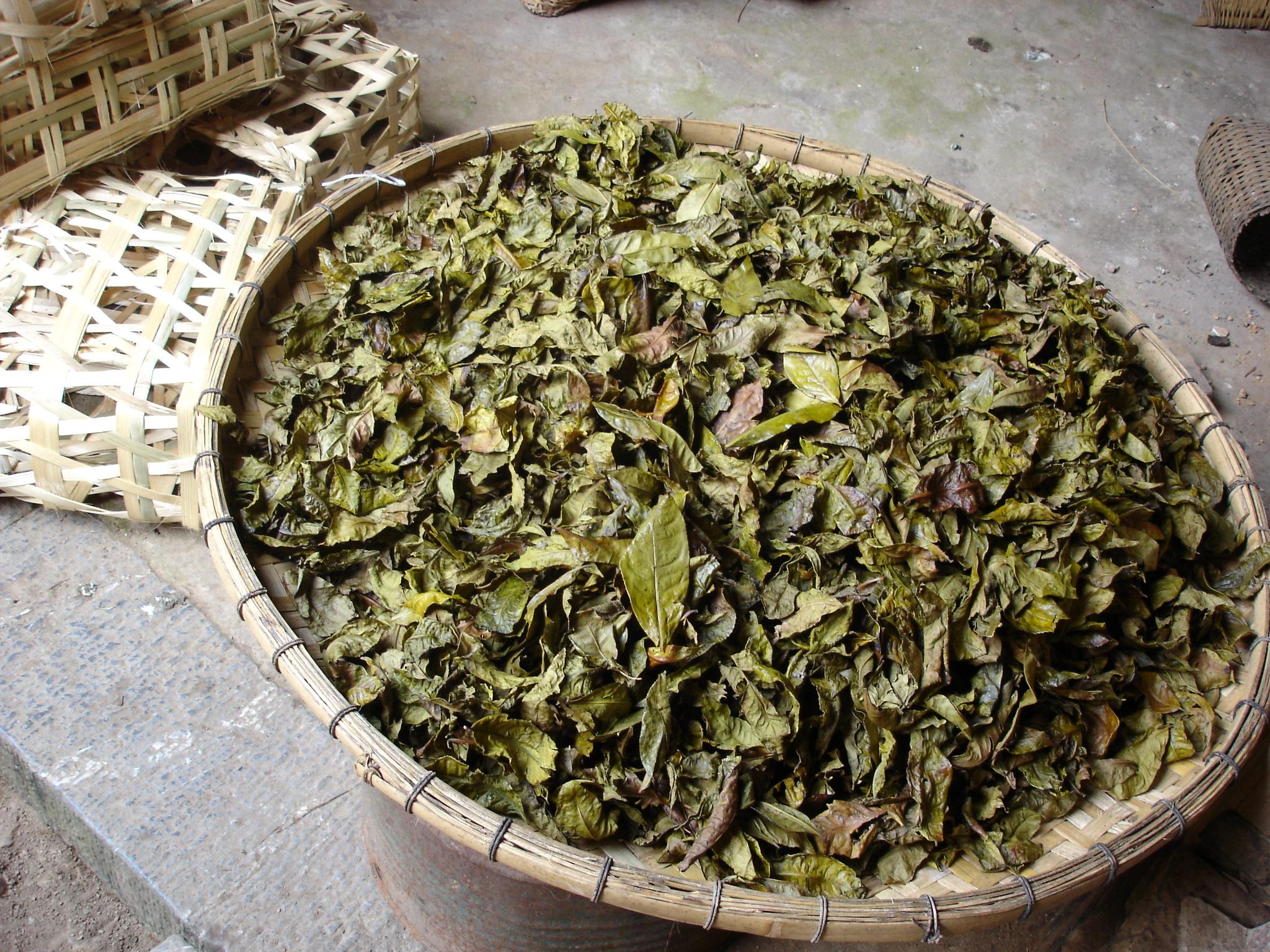 Как приготовить листья чая. Ферментация чайного листа. Завяливание чайного листа. Ферментация чайных листьев.